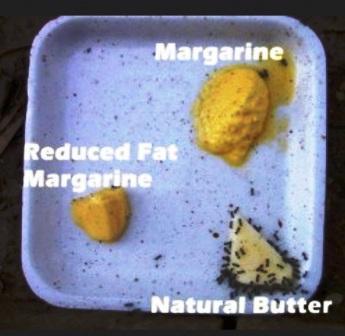 only humans eat margarine - all other species prefer butter - even ant prefer butter to margarine