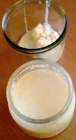 kefir milk grains Cardiff to make at home