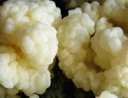 phoyo of kefir grains in a clump - an essential ingerdient in a home made yoghurt